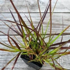 Pennisetum - Dwarf Purple Fountain Grass 10 Pennisetum - Dwarf Purple Fountain Grass -Plant Seed Store pennisetum rubrum dwarf leaf 1