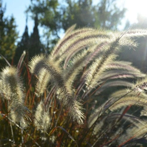 Pennisetum Alopecuroides - Swamp Fountain Grass 2 Pennisetum Alopecuroides - Swamp Fountain Grass - Image 2