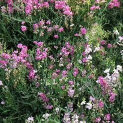 Sweet Pea Everlasting Mix - Seed 9 Sweet Pea Everlasting Mix - Seed -Plant Seed Store perennial sweet peas