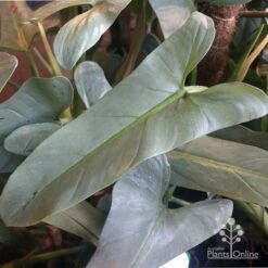 Philodendron Silver Sword 8 Philodendron Silver Sword -Plant Seed Store philo silver sword mature leaf