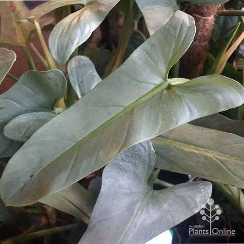 Philodendron Silver Sword 3 Philodendron Silver Sword - Image 3