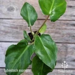 Philodendron Imbe -Plant Seed Store philodendron imbe 1