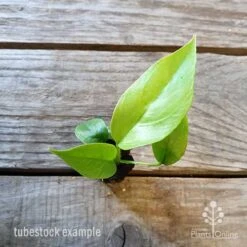 Philodendron Minima - Mini Monstera 15 Philodendron Minima - Mini Monstera -Plant Seed Store philodendron minima 1 edited