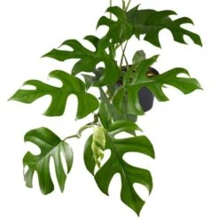 Philodendron Minima - Mini Monstera 10 Philodendron Minima - Mini Monstera -Plant Seed Store philodendron minima