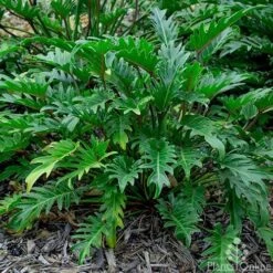 Philodendron Xanadu 14 Philodendron Xanadu -Plant Seed Store philodendron xanadu 500