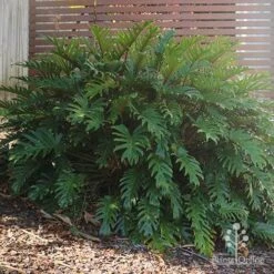 Philodendron Xanadu 16 Philodendron Xanadu -Plant Seed Store philodendron xanadu home