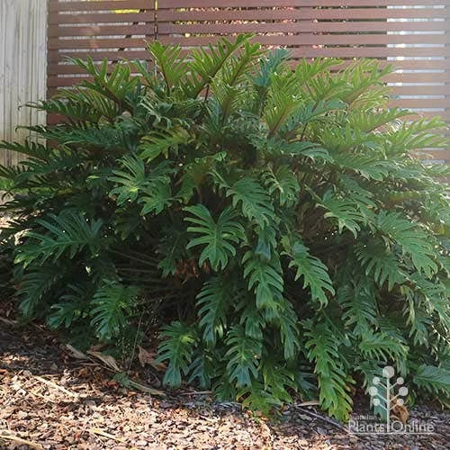 Philodendron Xanadu 6 Philodendron Xanadu - Image 6