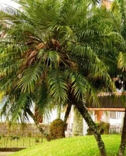 Phoenix Roebelenii - Dwarf Date Palm 8 Phoenix Roebelenii - Dwarf Date Palm -Plant Seed Store phoenix roebelenii palm 500 1