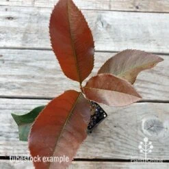 Photinia Black Jack 16 Photinia Black Jack -Plant Seed Store photinia black jack 1