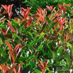 Photinia Red Robin 21 Photinia Red Robin -Plant Seed Store photinia fraseri red robin 4