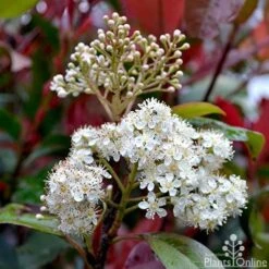 Photinia Red Robin 17 Photinia Red Robin -Plant Seed Store photinia fraseri red robin flower