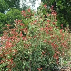 Photinia Pink Marble 19 Photinia Pink Marble -Plant Seed Store photinia pink marble hedge nursery