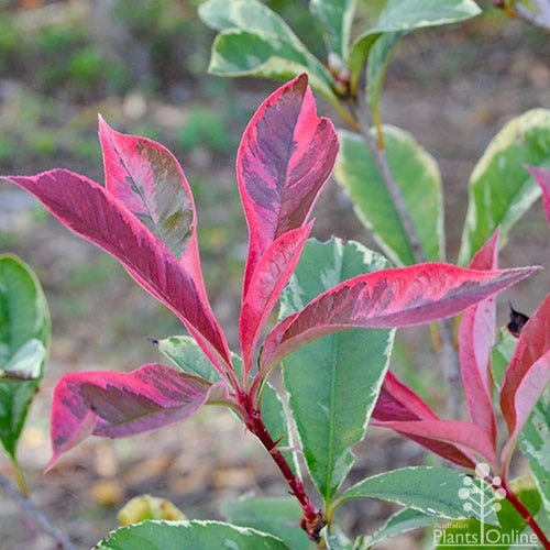 Photinia Pink Marble 1 Photinia Pink Marble