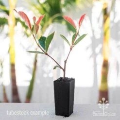 Photinia Pink Marble 21 Photinia Pink Marble -Plant Seed Store photinia pink marble tube