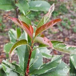 Photinia Pink Marble 20 Photinia Pink Marble -Plant Seed Store photinia pink marble 1