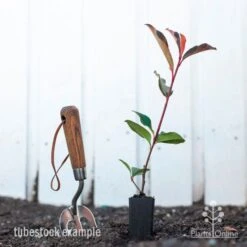 Photinia Red Robin 16 Photinia Red Robin -Plant Seed Store photinia red robin styled 2