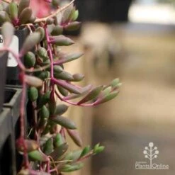 Othonna Ruby Necklace - Little Pickles - Succulent 12 Othonna Ruby Necklace - Little Pickles - Succulent -Plant Seed Store pickles othonna