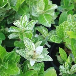 Euonymus Pierrolino - Variegated Spindle 15 Euonymus Pierrolino - Variegated Spindle -Plant Seed Store pierrolino img 0527