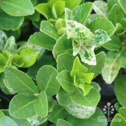 Euonymus Pierrolino - Variegated Spindle 21 Euonymus Pierrolino - Variegated Spindle -Plant Seed Store pierrolino leaf markings