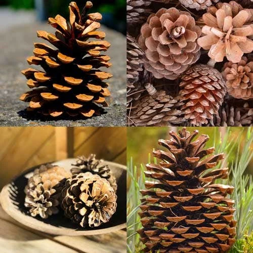 Pine Cones - Pack Of 4 2 Pine Cones - Pack Of 4 - Image 2