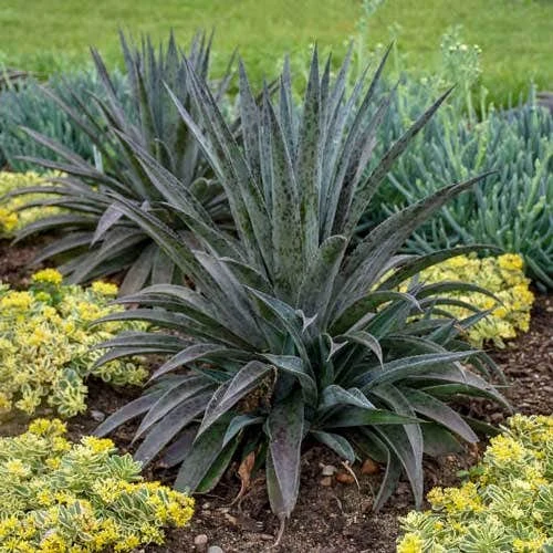 Mangave Pineapple Express - Succulent 2 Mangave Pineapple Express - Succulent - Image 2