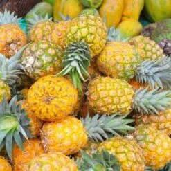 Pineapple Pure Gold 12 Pineapple Pure Gold -Plant Seed Store pineapple gold 500