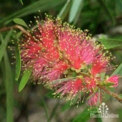 Callistemon Pink Champagne 22 Callistemon Pink Champagne -Plant Seed Store pink champagne 1 1