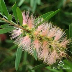 Callistemon Pink Champagne 24 Callistemon Pink Champagne -Plant Seed Store pink champagne 3 1