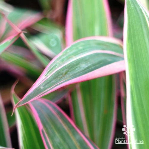 Cordyline Fruticosa Pink Diamond 2 Cordyline Fruticosa Pink Diamond - Image 2
