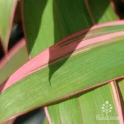 Cordyline Fruticosa Pink Diamond 17 Cordyline Fruticosa Pink Diamond -Plant Seed Store pink diamond leaf 1