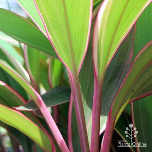 Cordyline Fruticosa Pink Diamond 7 Cordyline Fruticosa Pink Diamond - Image 7