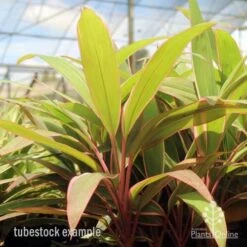 Cordyline Fruticosa Pink Diamond 19 Cordyline Fruticosa Pink Diamond -Plant Seed Store pink diamond tubestock