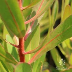 Protea Pink Ice -Plant Seed Store pink ice stem