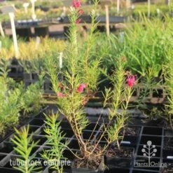 Grevillea Pink Pearl 24 Grevillea Pink Pearl -Plant Seed Store pink pearl tubestock grevillea 1