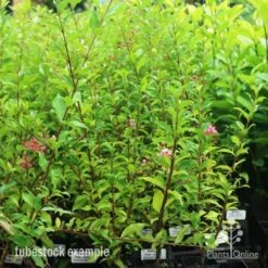 Malpighia Pixie - Acerola 27 Malpighia Pixie - Acerola -Plant Seed Store pixie tubestock in bud