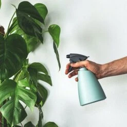 Monstera Deliciosa - Fruit Salad Plant, Swiss Cheese 15 Monstera Deliciosa - Fruit Salad Plant, Swiss Cheese -Plant Seed Store plant misting