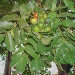 Burdekin Plum - Pleiogynium 23 Burdekin Plum - Pleiogynium -Plant Seed Store pleiogynium timoriense burdekin plum tree