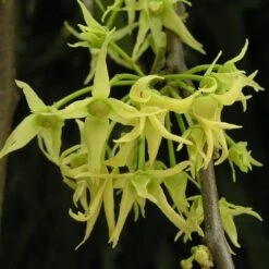 Mast Tree - Polyalthia 14 Mast Tree - Polyalthia -Plant Seed Store polyalthia flowers flickr nhq