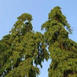 Mast Tree - Polyalthia 10 Mast Tree - Polyalthia -Plant Seed Store polyalthia longifolia