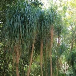 Beaucarnea - Ponytail Palm 8 Beaucarnea - Ponytail Palm -Plant Seed Store ponytail 1 1