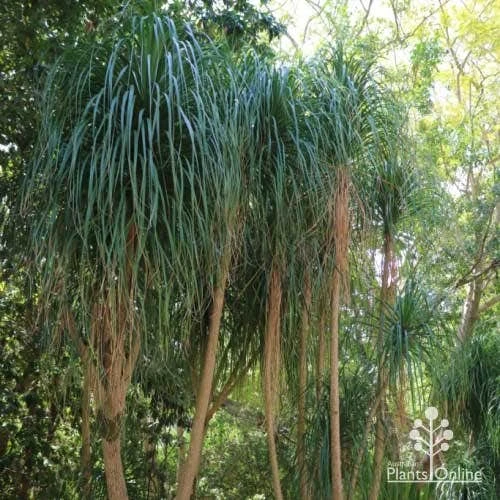 Beaucarnea - Ponytail Palm 4 Beaucarnea - Ponytail Palm - Image 4