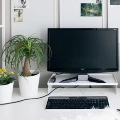 Beaucarnea - Ponytail Palm 7 Beaucarnea - Ponytail Palm -Plant Seed Store ponytail home office