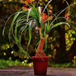 Beaucarnea - Ponytail Palm 9 Beaucarnea - Ponytail Palm -Plant Seed Store ponytail potted 2