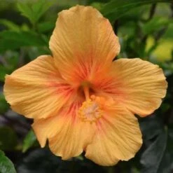 Hibiscus Popsicle -Plant Seed Store popsicle flower