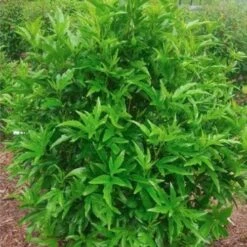 Hibiscus Popsicle -Plant Seed Store popsicle shrub