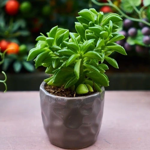 Peperomia Dolabriformis - Prayer Pepper - Succulent 1 Peperomia Dolabriformis - Prayer Pepper - Succulent