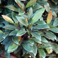 Elaeocarpus Prima Donna - Blueberry Ash 18 Elaeocarpus Prima Donna - Blueberry Ash -Plant Seed Store prima donna foliage