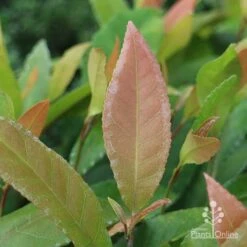 Elaeocarpus Prima Donna - Blueberry Ash 19 Elaeocarpus Prima Donna - Blueberry Ash -Plant Seed Store prima donna leaf