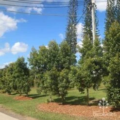 Elaeocarpus Prima Donna - Blueberry Ash 16 Elaeocarpus Prima Donna - Blueberry Ash -Plant Seed Store prima donna nursery drive