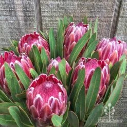 Protea Pink Ice -Plant Seed Store protea pink ice